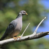 Band-tailed Pigeon