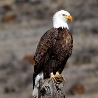 Un águila cabeza blanca adulta posada con las alas cerradas