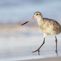 Bar-tailed Godwit