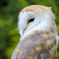 Barn Owl