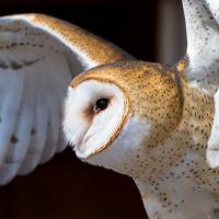 Barn Owl in flight