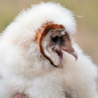 Barn Owlet showing its fluffy down feathers and facial disk in profile