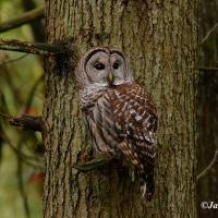 Barred Owl