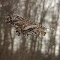 Barred Owl in flight