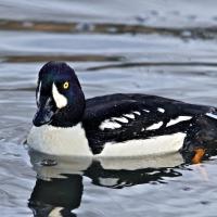 Barrow's Goldeneye