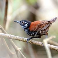 A Bay Wren perched on a branch, displaying its striped black and white breast, red wings and red eye.