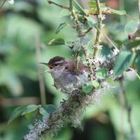 Bewick's Wren