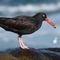 Black Oystercatcher