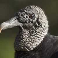 Black Vulture