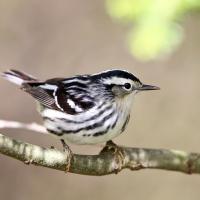 Black-and-white Warbler