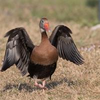 Black-bellied Whistling Duck standing on grass, with its wings outstretched