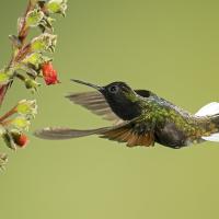 Black-bellied Hummingbird, its body horizontal and wings swept forward, hovers in place while feeding at flower blossoms