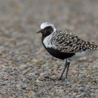 A Black-Bellied Plover shorebird stands on pebbly bare ground