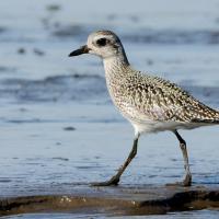 Juvenile Black-bellied Plover