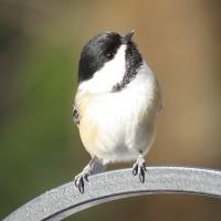 Black-capped Chickadee