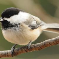 Black-capped Chickadee calling