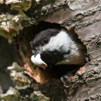 A Black-capped Chickadee peering out of a nest hole holding a fecal sac in its beak