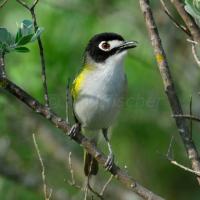 Black-capped Vireo