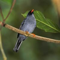 Black-faced Solitaire