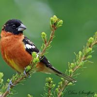 Black-headed Grosbeak