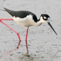 Black-necked Stilt foraging