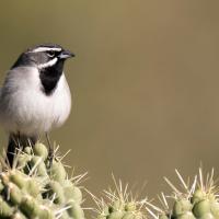 Black-throated Sparrow