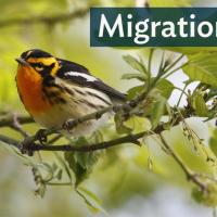 Blackburnian Warbler perched on leafy branch and showing its bright orange breast, and black-and-orange striped head and dark wings