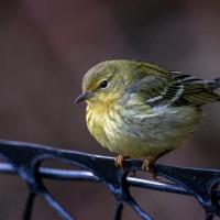 A small very round Blackpoll Warbler perches on a fence and displays its fall plumage of olive-yellow body and black-aand-white wings.