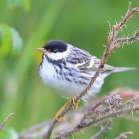 Blackpoll Warbler