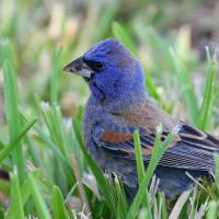 Blue Grosbeak standing in a grassy patch, looking to viewers' left