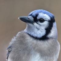 Blue Jay in closeup