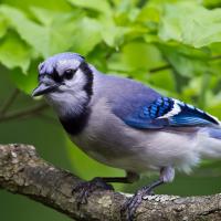 Blue Jay in closeup, showing the light blue/gray body with bright blue on wings and black mask and collar markings