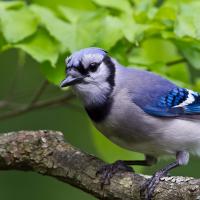 Blue Jay in closeup, showing the light blue/gray body with bright blue on wings and black mask and collar markings