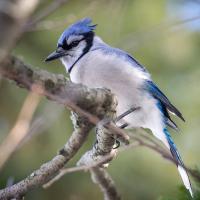 A blue and white bird with a black beak is perched amidst branches and leaves.