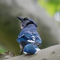 A Blue Jay with its back to the viewer, looking up over its right shoulder in a quizzical or thoughtful pose