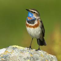 Bluethroat perched on a rock