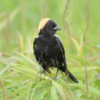 Male Bobolink