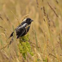 A male Bobolink bird perches on plants in a golden grassy field