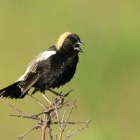 A male Bobolink singing in the sunshine