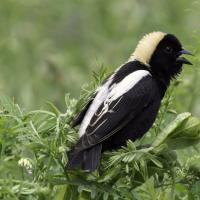 Bobolink