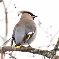 Bohemian Waxwing taking a break from eating Hawthorn berries