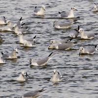 Bonaparte's Gulls feeding