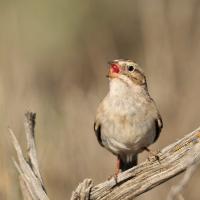 A small light-brown color sparrow sings in sunlight while perched on a dried branch