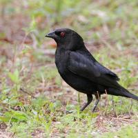 Bronzed Cowbird