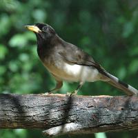 A juvenile Brown Jay