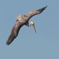 Brown Pelican diving