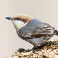 Brown-headed Nuthatch perched on a log, seen in left profile