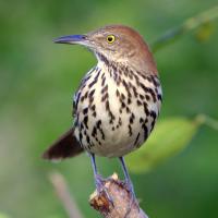 Brown Thrasher