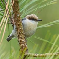 A small short-tailed bird with a buff-colored body, brown feathers atop its head, and a black beak sits perched in a pine tree.