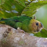 Buff-faced Pygmy Parrot